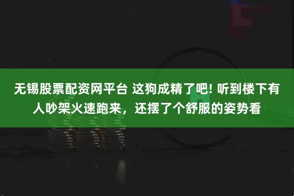 无锡股票配资网平台 这狗成精了吧! 听到楼下有人吵架火速跑来，还摆了个舒服的姿势看