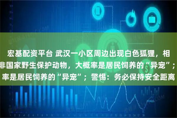 宏基配资平台 武汉一小区周边出现白色狐狸，相关部门：是北极狐，并非国家野生保护动物，大概率是居民饲养的“异宠”；警惕：务必保持安全距离